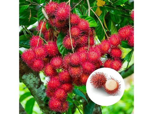 Rambutan Ceaser