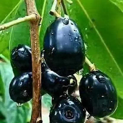 Thai King Jamun Jamun Fruit Plant
