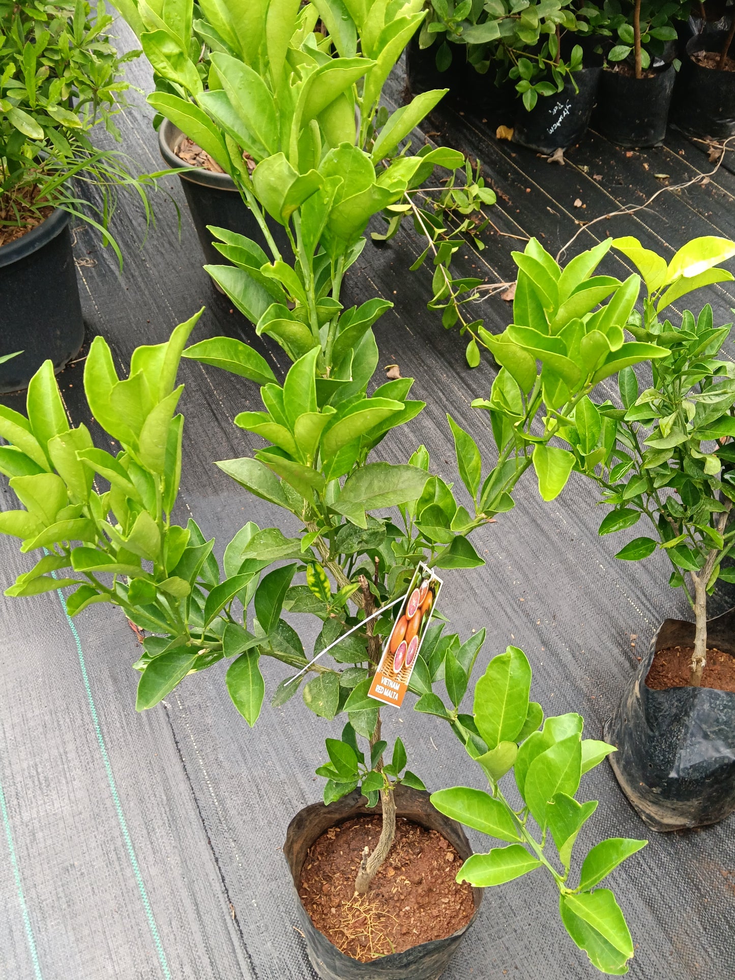 Vietnam Red Malta Fruit Plant