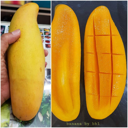 Yellow Banana Mango Grafted Fruit Plant