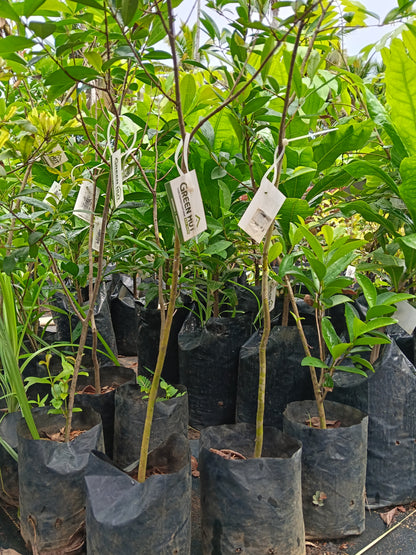 Suvannah Cherry Fruit Plant
