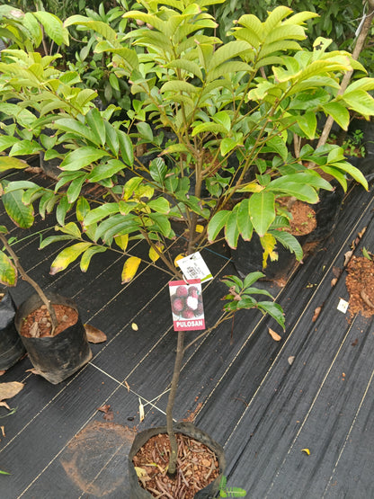Pulosan Fruit Plant