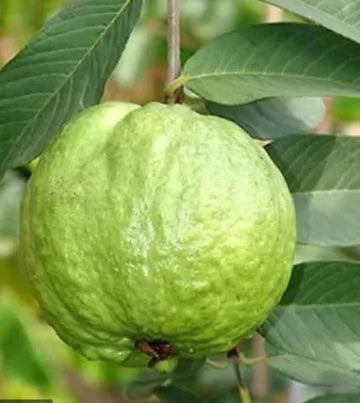 VNR Guava