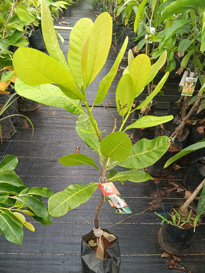 Cashew Apple Fruit Plant