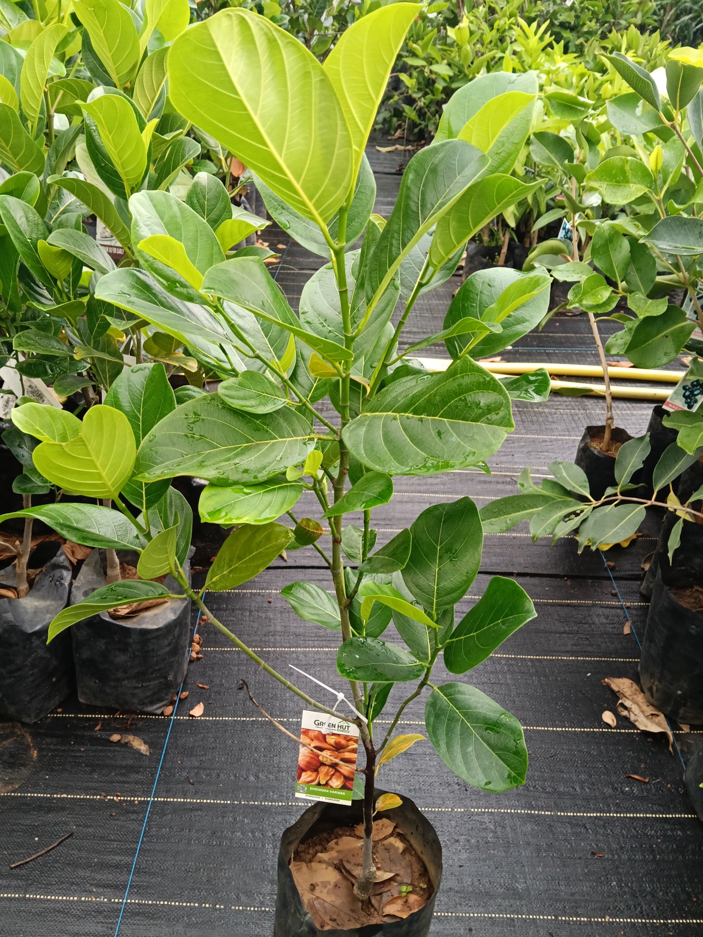 Sindhoora Varikka Jackfruit Grafted Fruit Plant