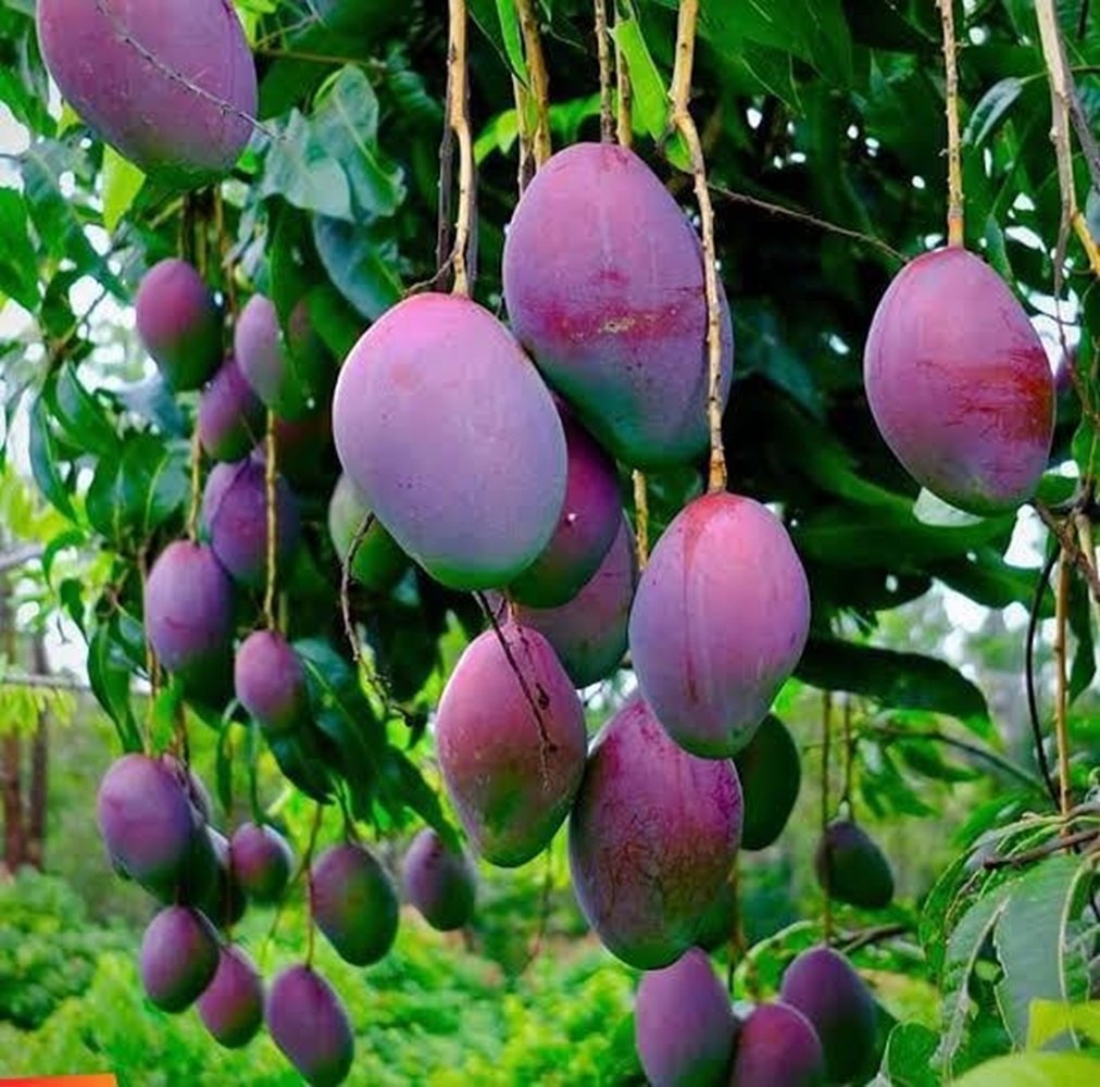 Blue Mango Grafted Fruit Plant
