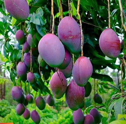Blue Mango Grafted Fruit Plant