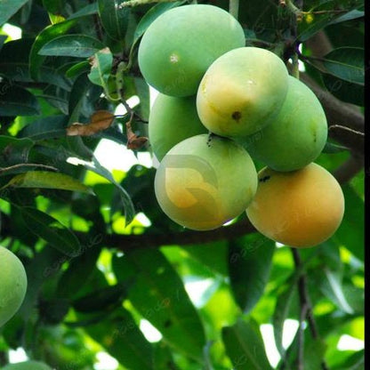 Kuttiyatoor Mango Grafted Fruit Plant