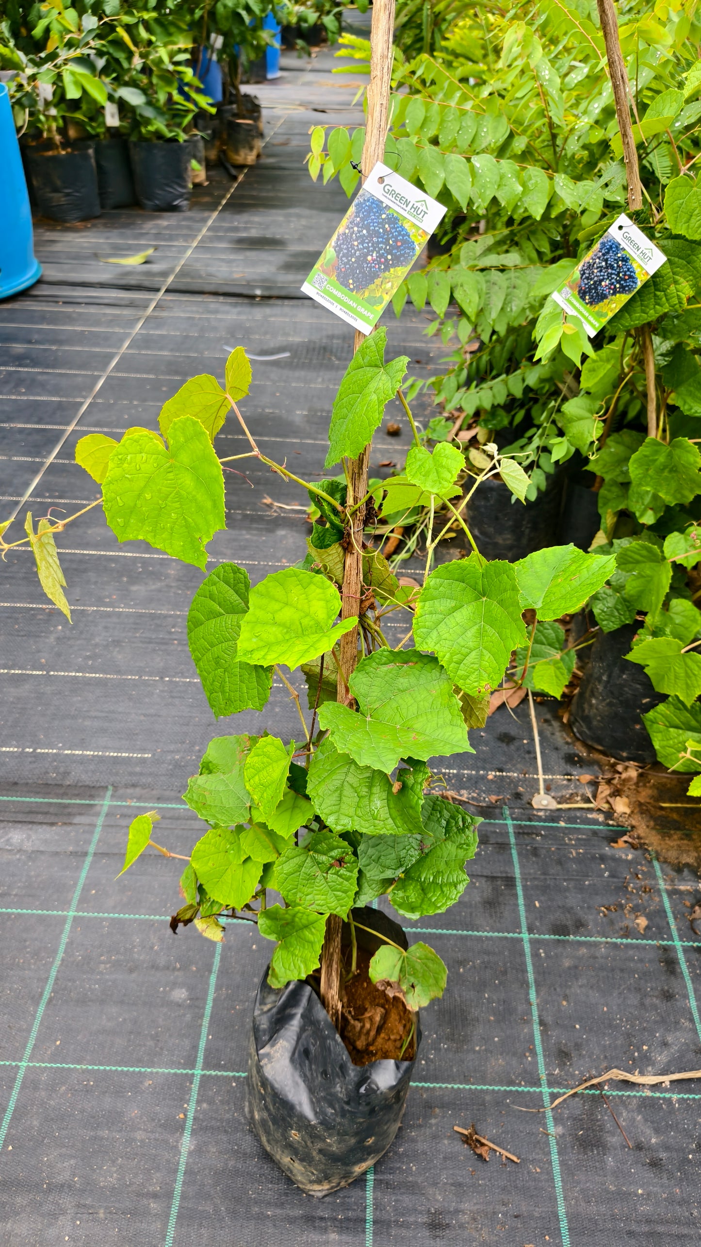 Combodian Grape Fruit Plant