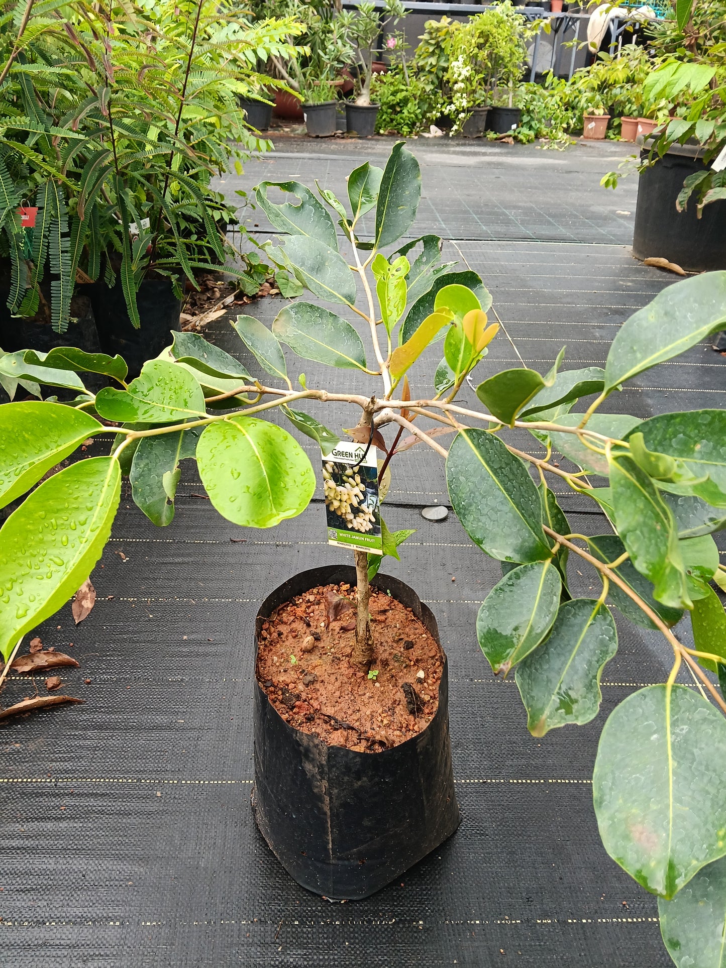 White Jamun Fruit Plant