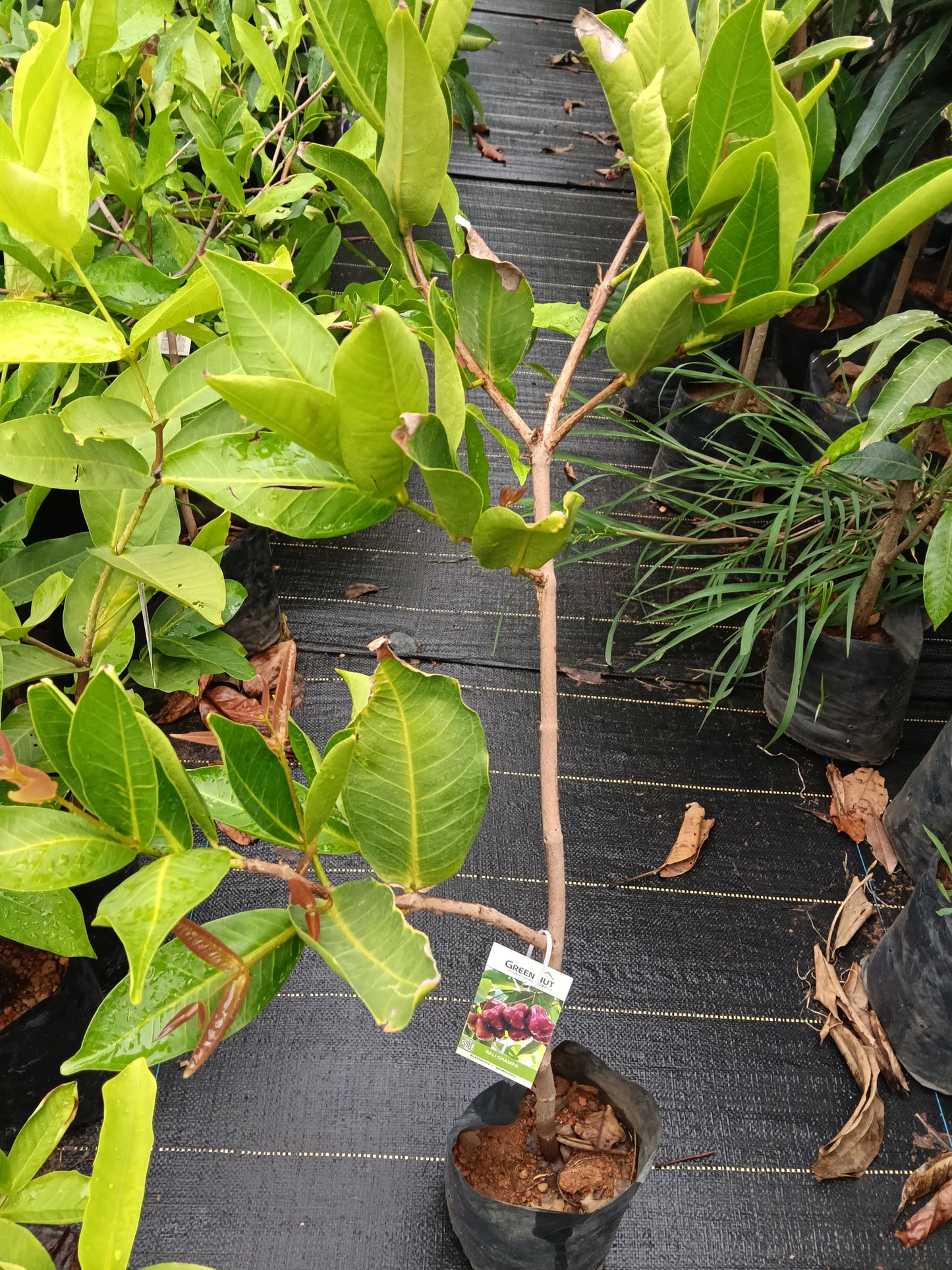 Bali Chamba Fruit Plant