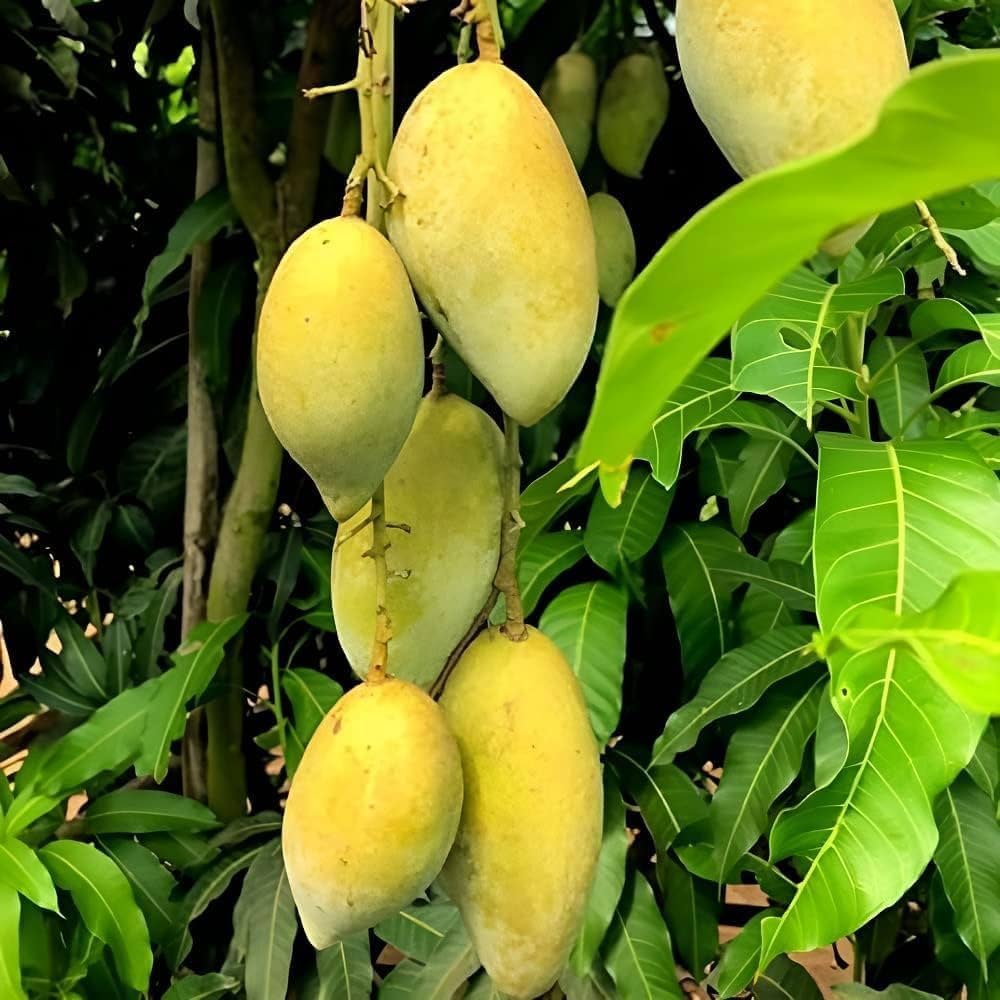 Chausa Mango Grafted Fruit Plant