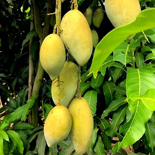 Chausa Mango Grafted Fruit Plant