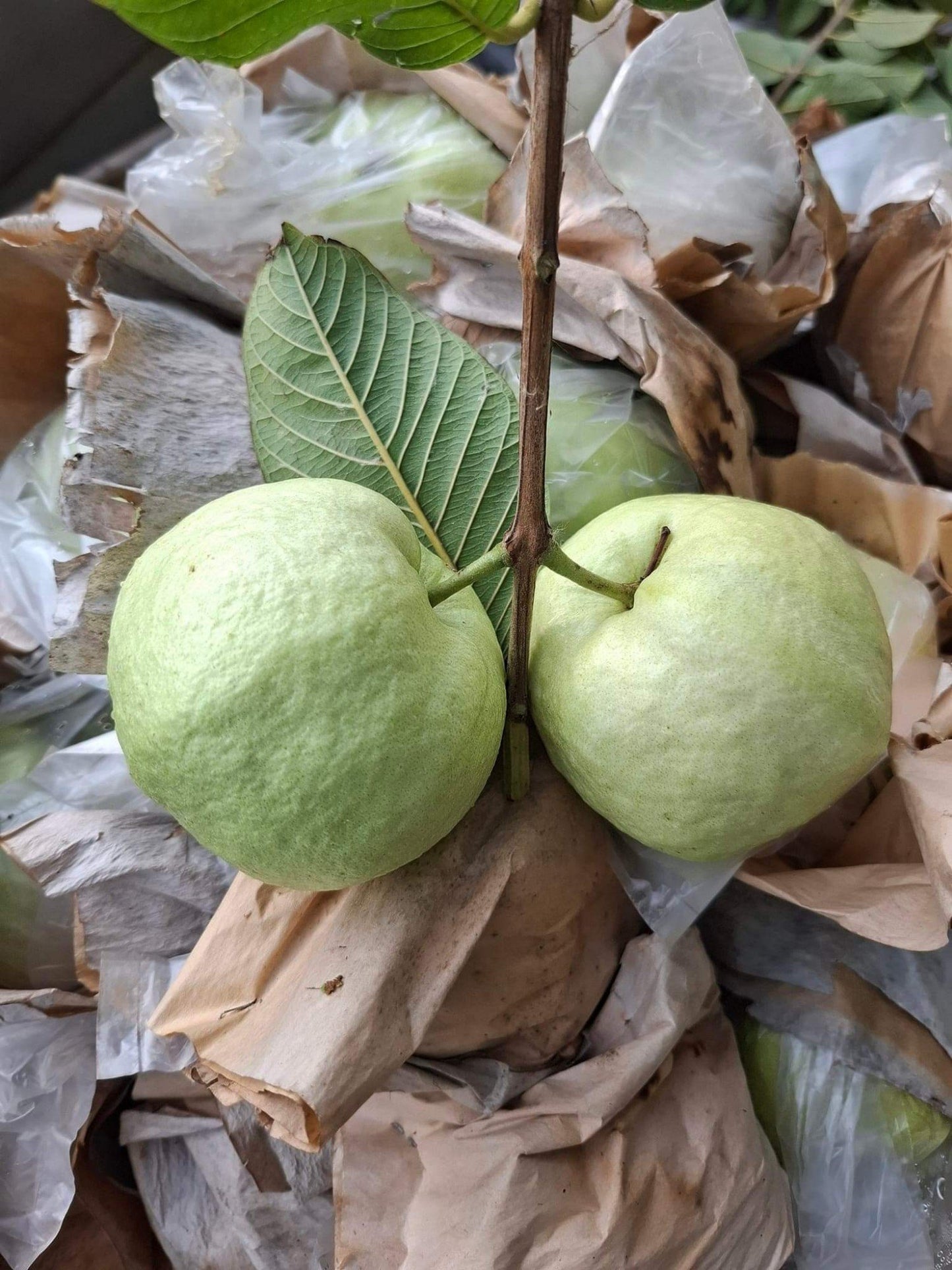 White Diamond Guava Fruit Plant