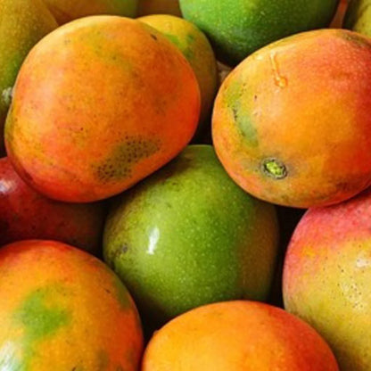 Kottoorkonam Mango Grafted Fruit Plant