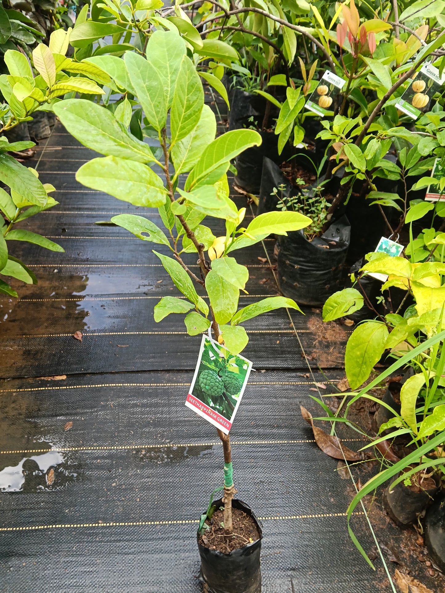 Custard Apple Fruit Plant