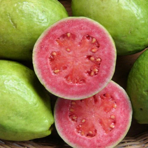 Arkakiran Guava Fruit Plant
