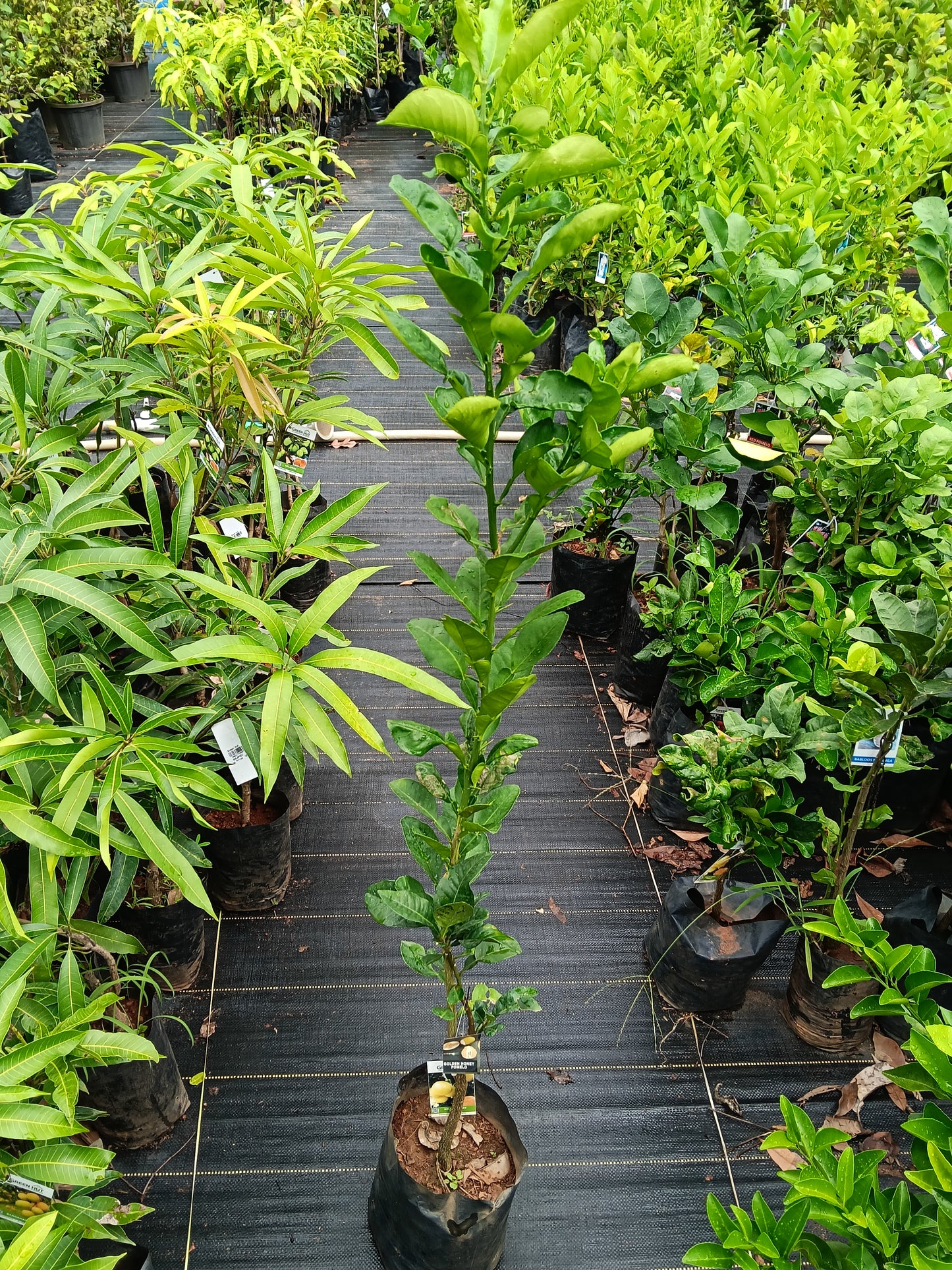 Golden Honey Pomelo Fruit Plant