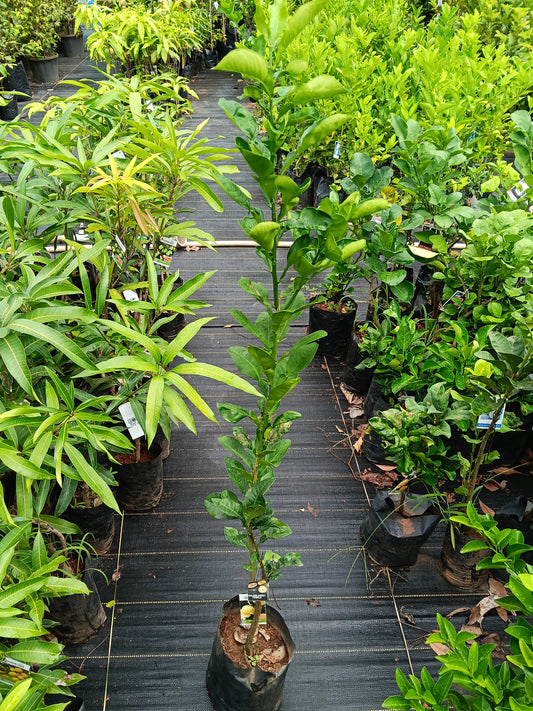 Golden Honey Pomelo Fruit Plant