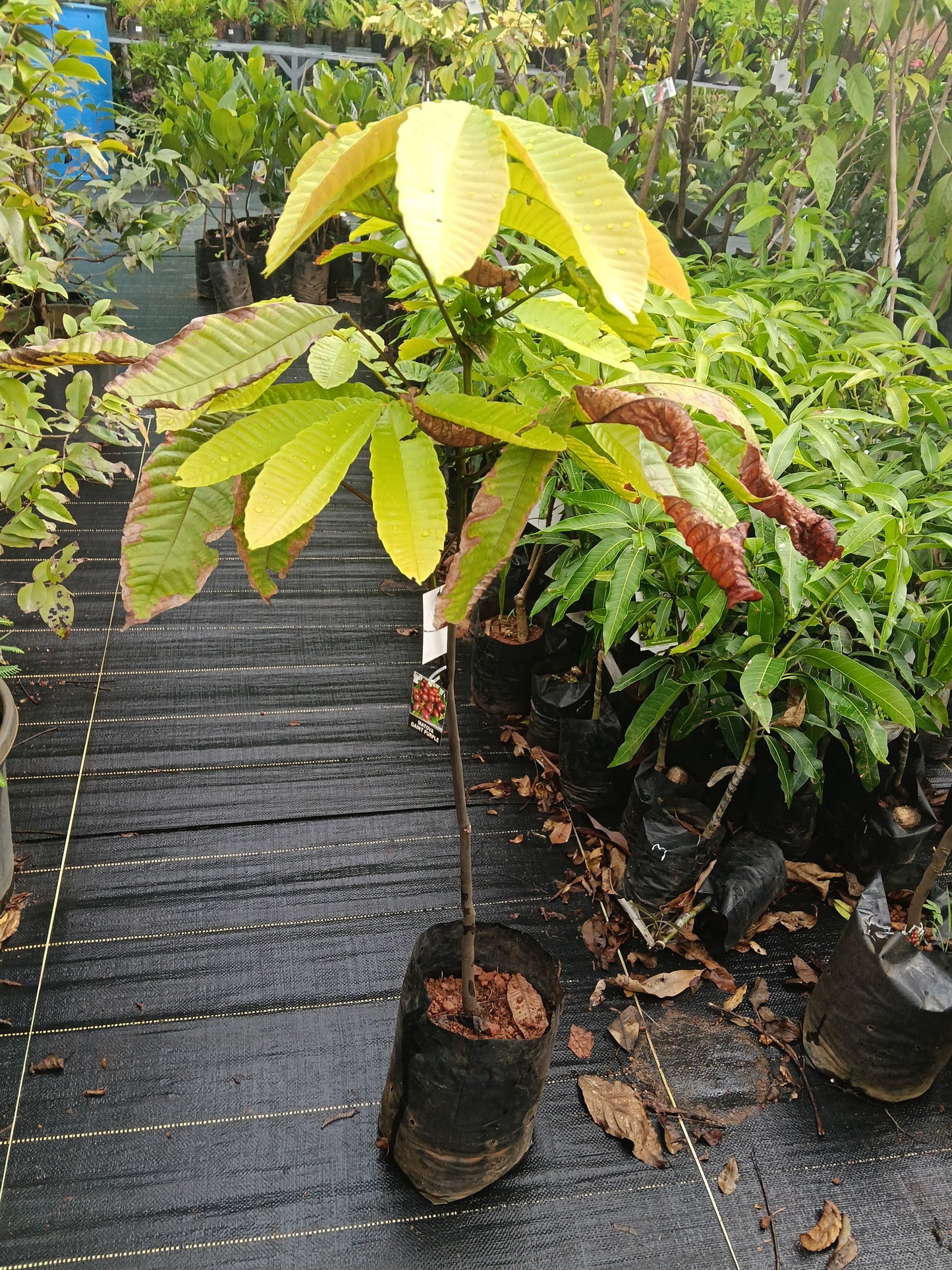 Matova Giant Purple Fruit Plant