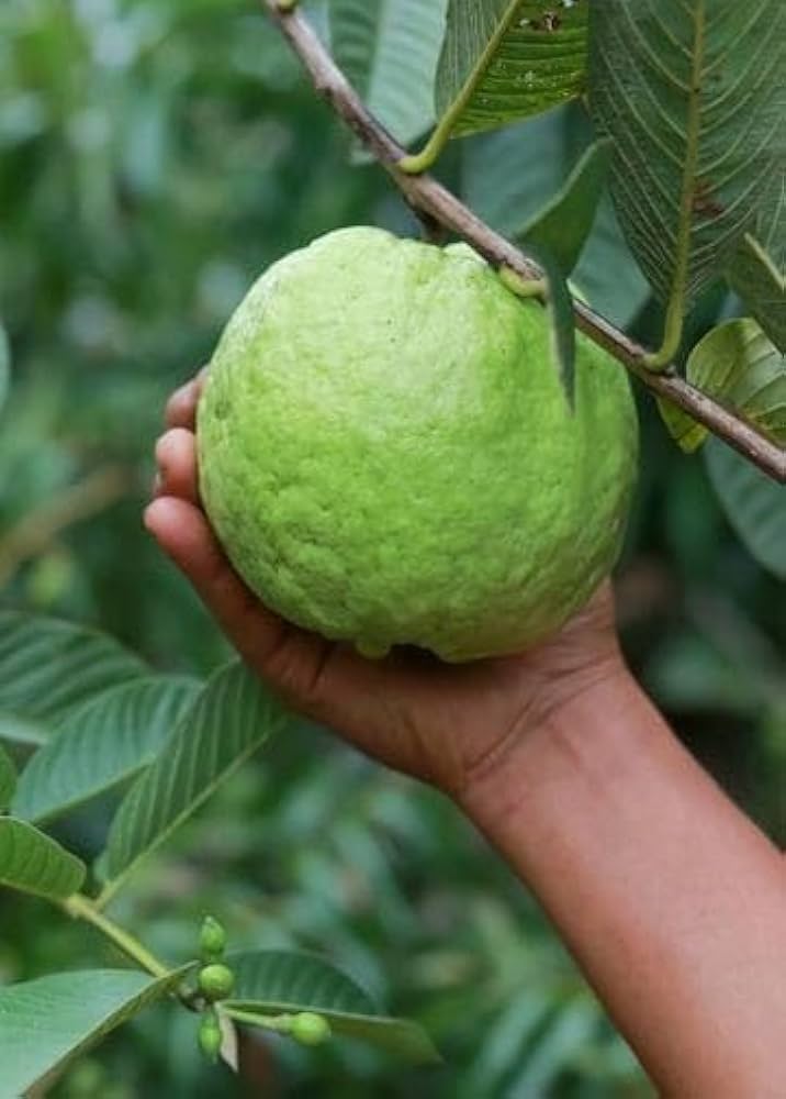 KG Guava Fruit Plant