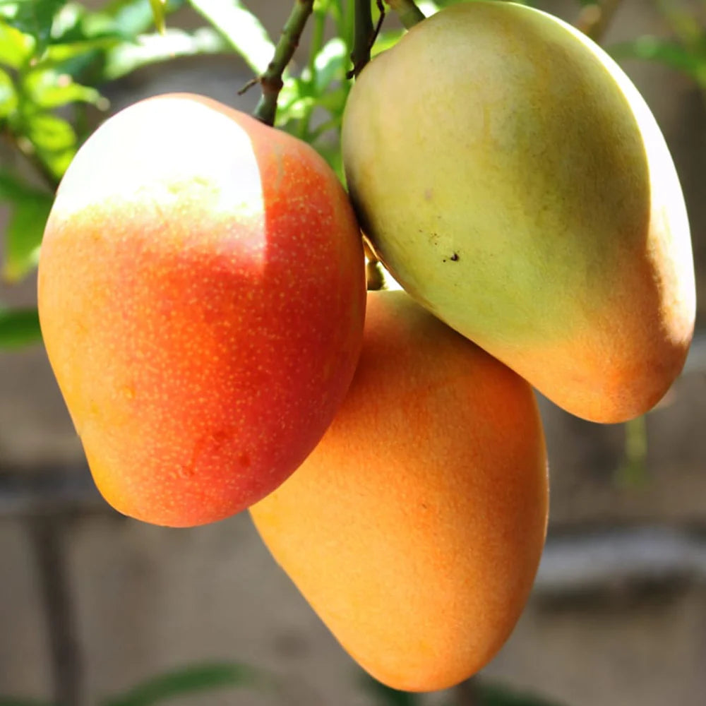 Suvarnarekha Mango Grafted Fruit Plant