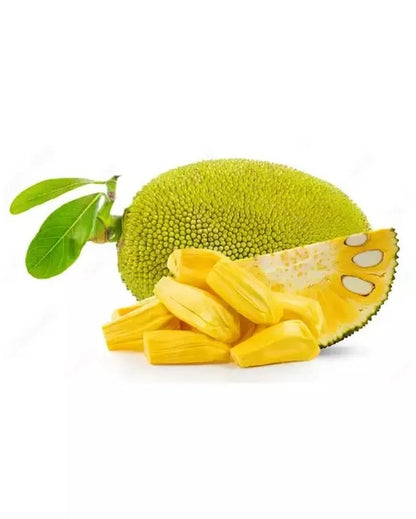 Eviarc Jackfruit Grafted Fruit Plant