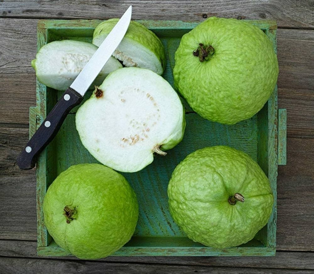 Thai 5 Guava Fruit Plant