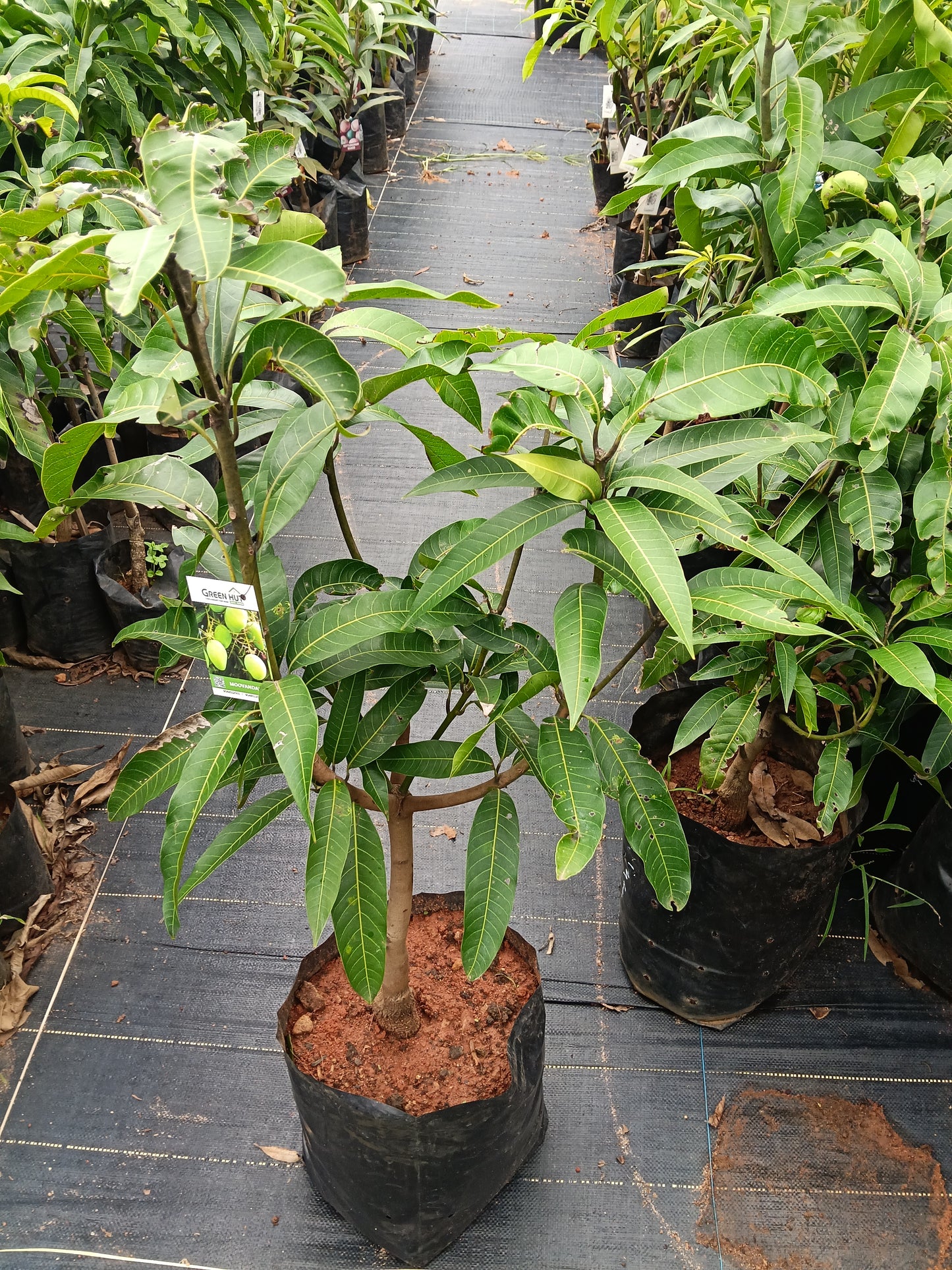 Moovandan Mango Grafted Fruit Plant
