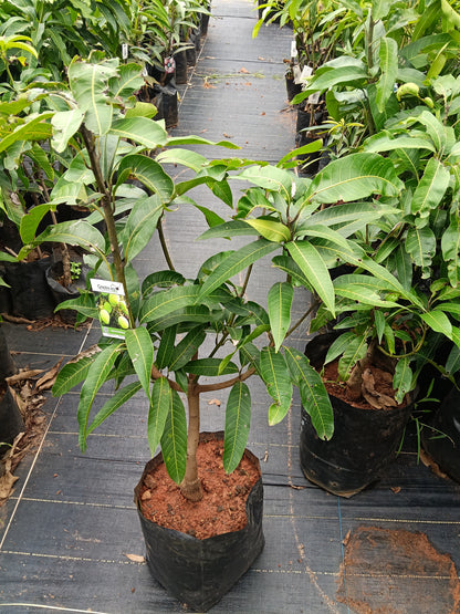 Moovandan Mango Grafted Fruit Plant