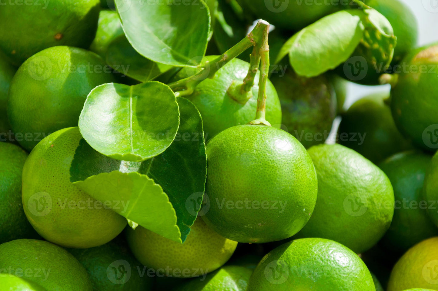 Thailand Market Lemon Lemon Fruit Plant