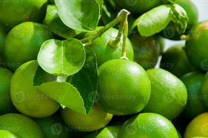 Thailand Market Lemon Lemon Fruit Plant
