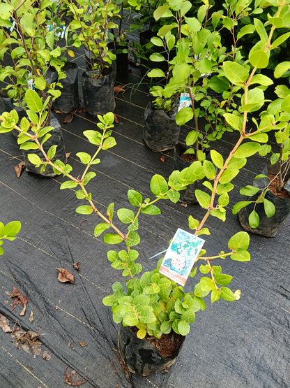 Sweet Karonda Cherry Fruit Plant