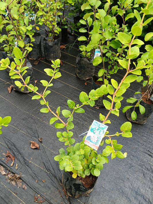 Sweet Karonda Cherry Fruit Plant
