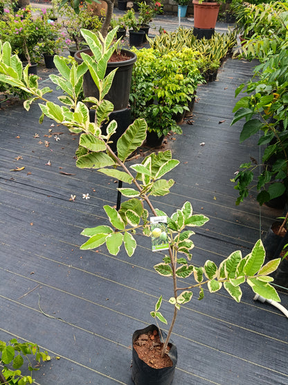 Variegated Guava Fruit Plant