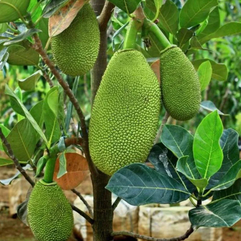 Dang Surya Jackfruit Grafted Fruit Plant