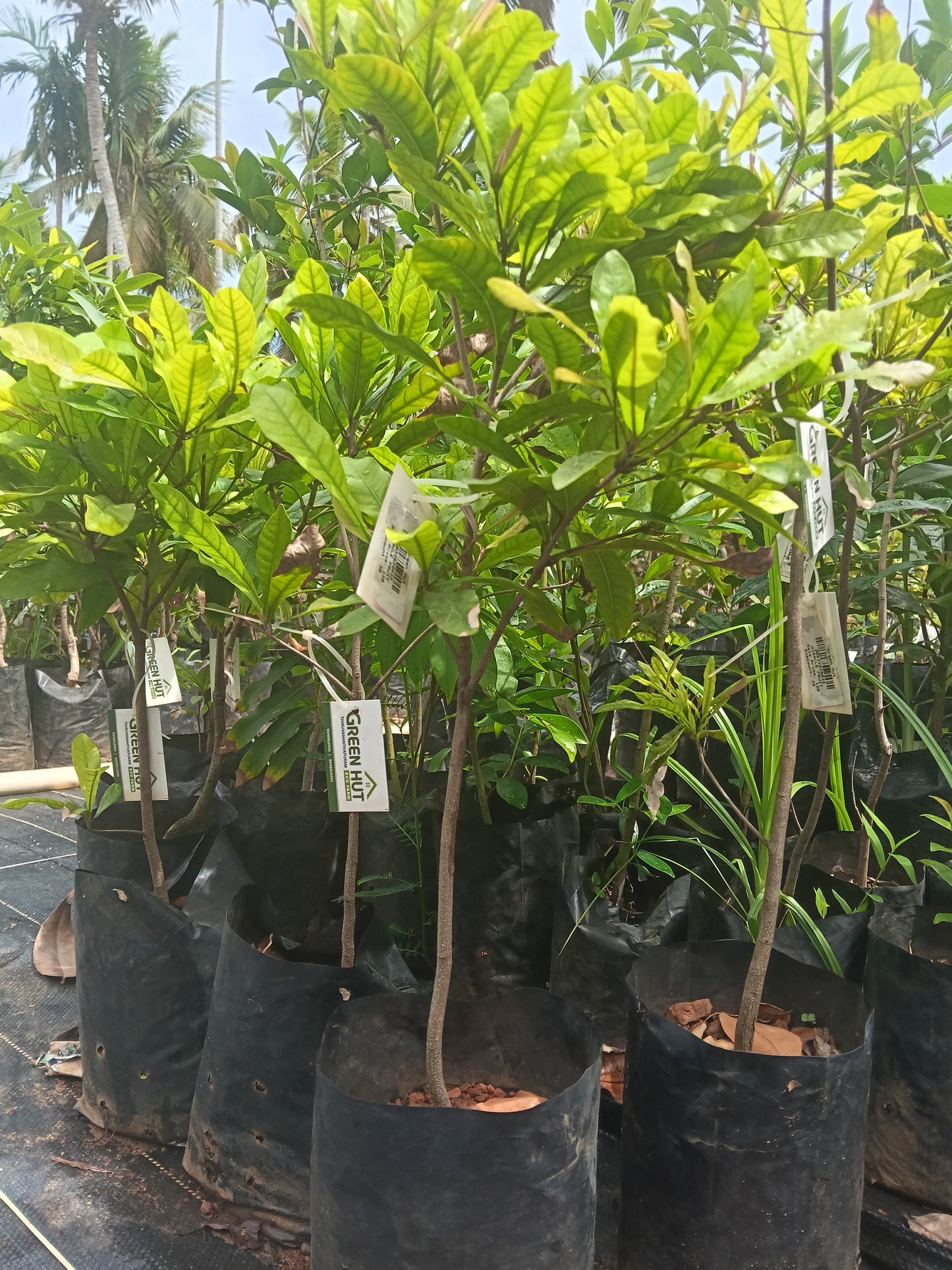Miracle Fruit Fruit Plant