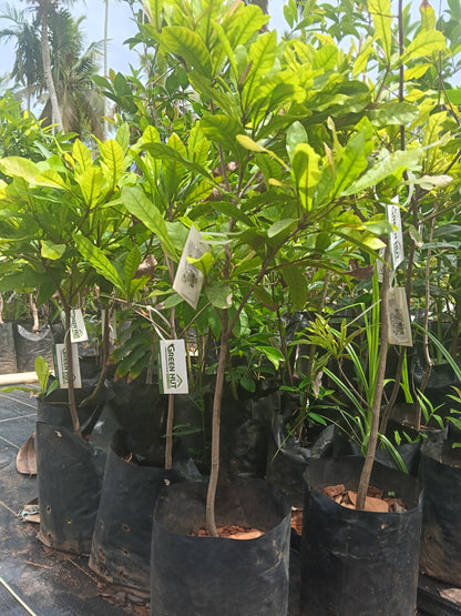 Miracle Fruit Fruit Plant