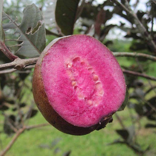 Violet Guava