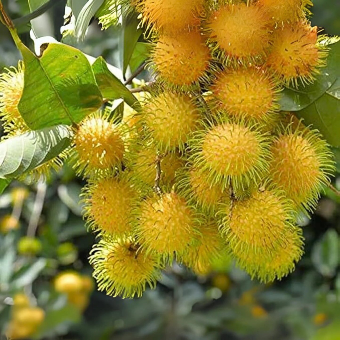 Yellow Rambutan Grafted Fruit Plant
