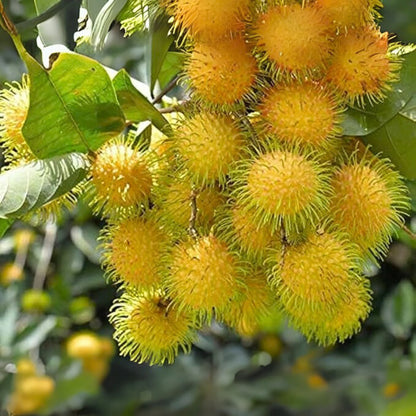 Yellow Rambutan Grafted Fruit Plant
