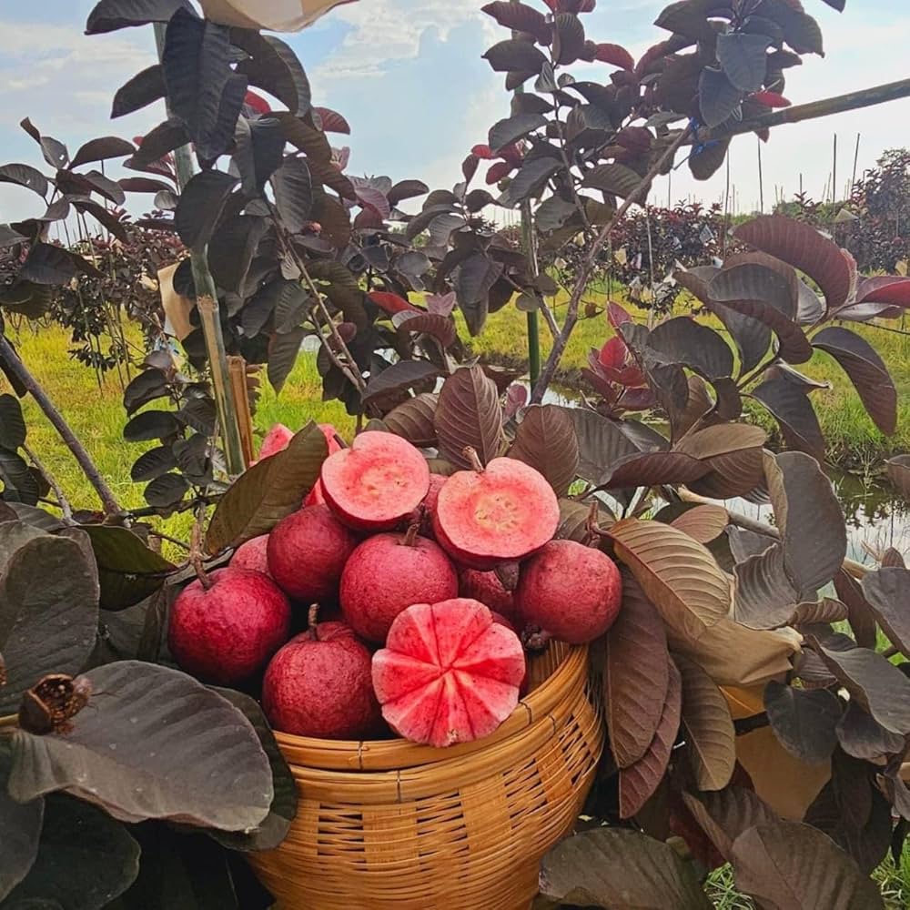 Red Diamond Guava Fruit Plant