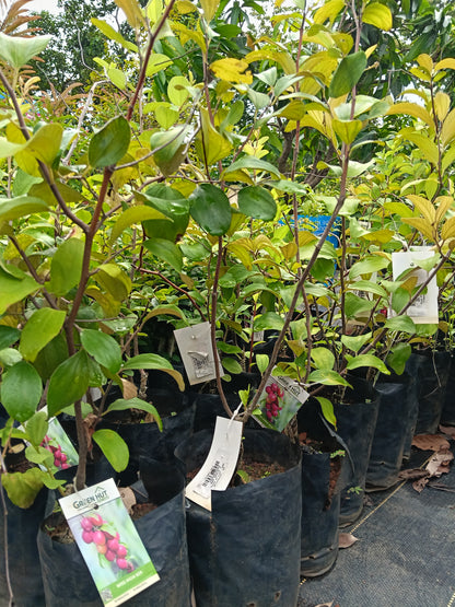 Miss India Ber Fruit Plant