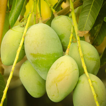 Kolomb Mango Grafted Fruit Plant