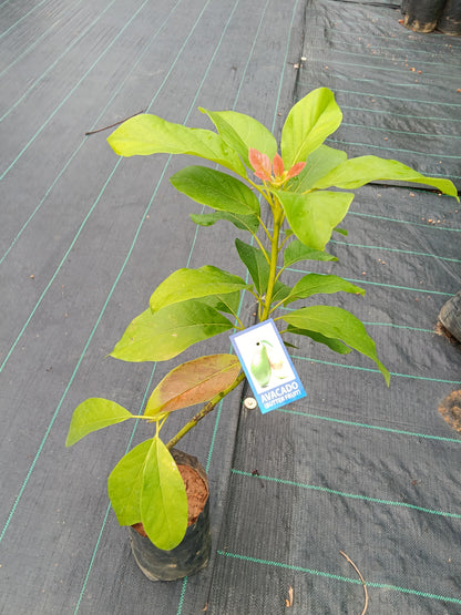 Avocado Fruit Plant