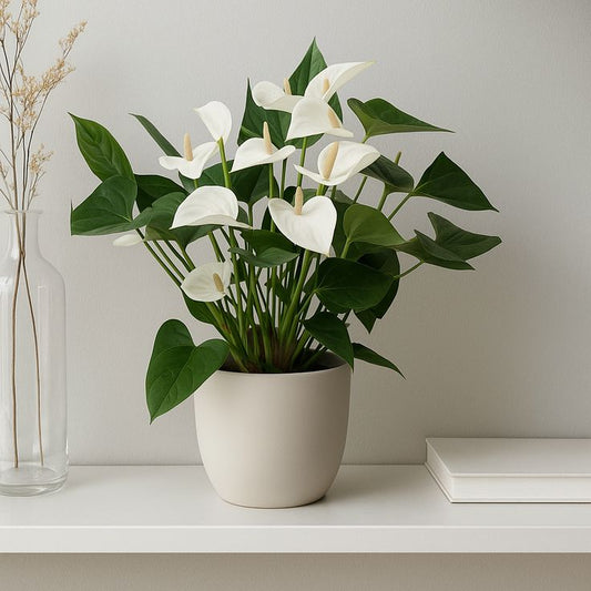 anthurium