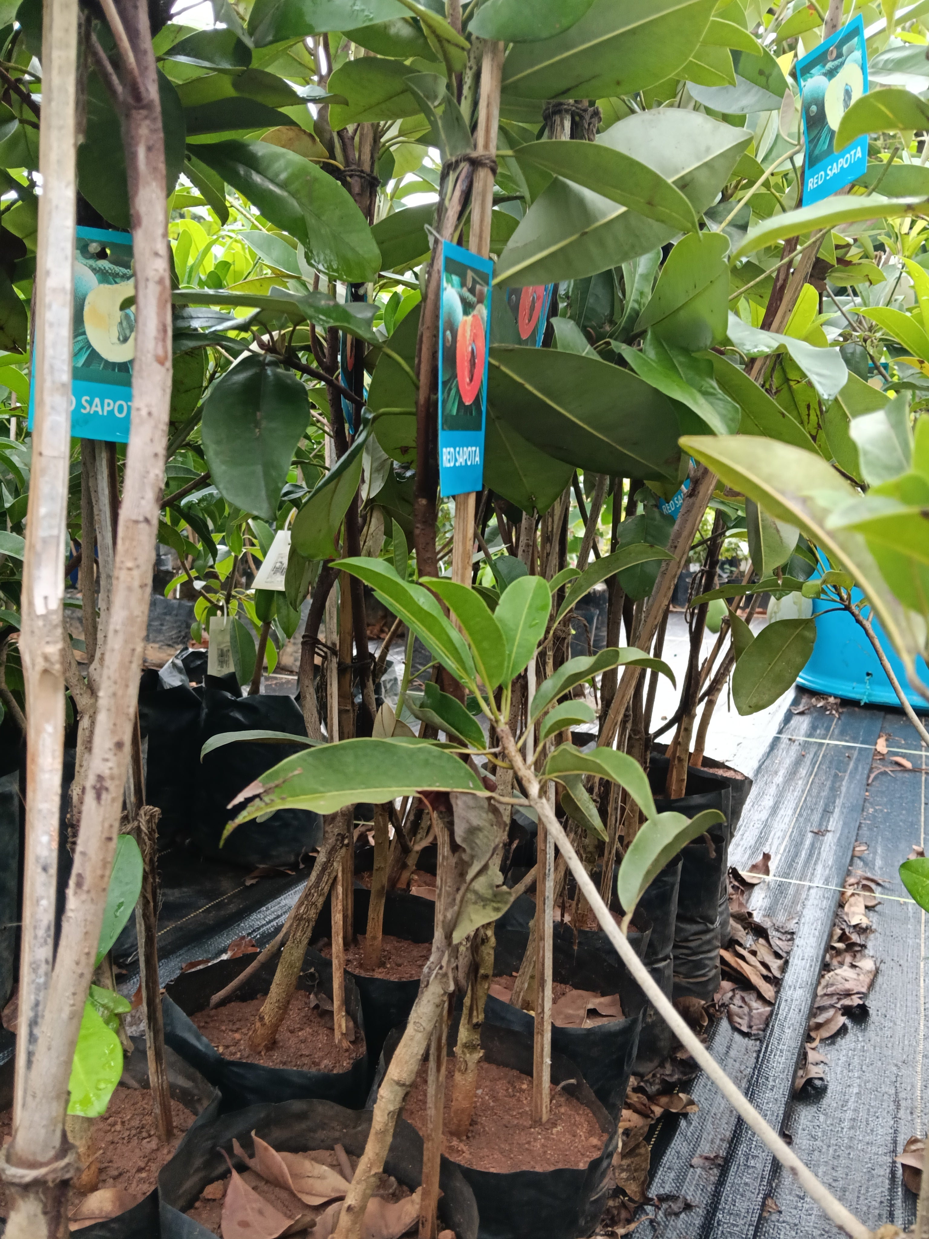 Red Sapote