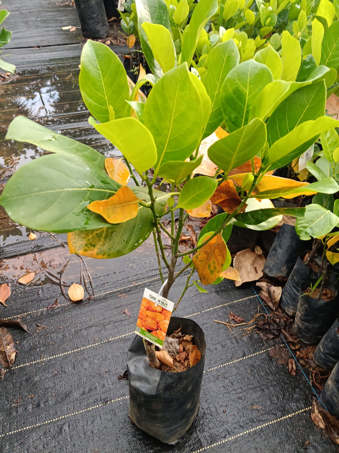 Dang Surya Jackfruit Grafted Fruit Plant