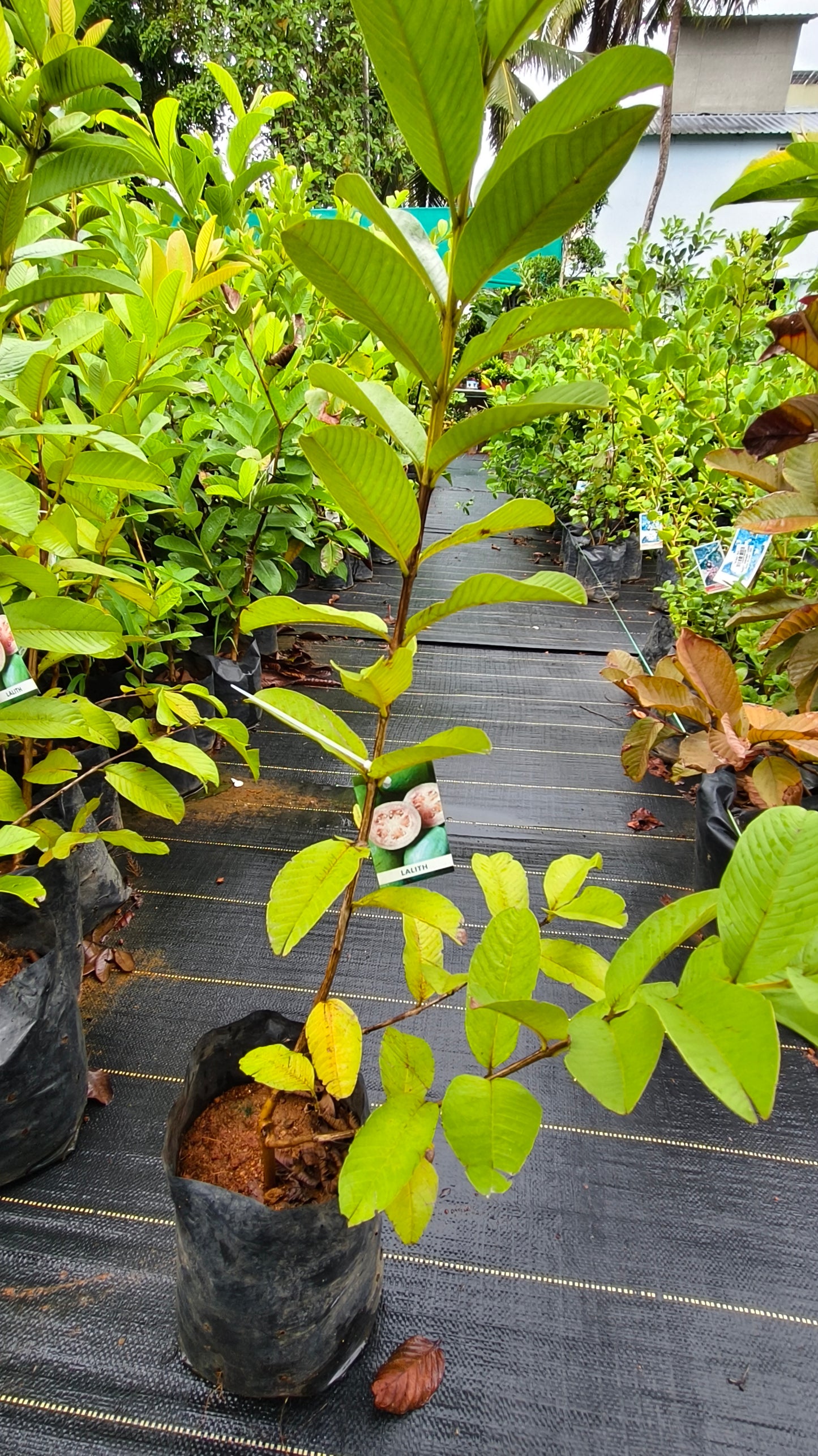 Lalith Guava Fruit Plant
