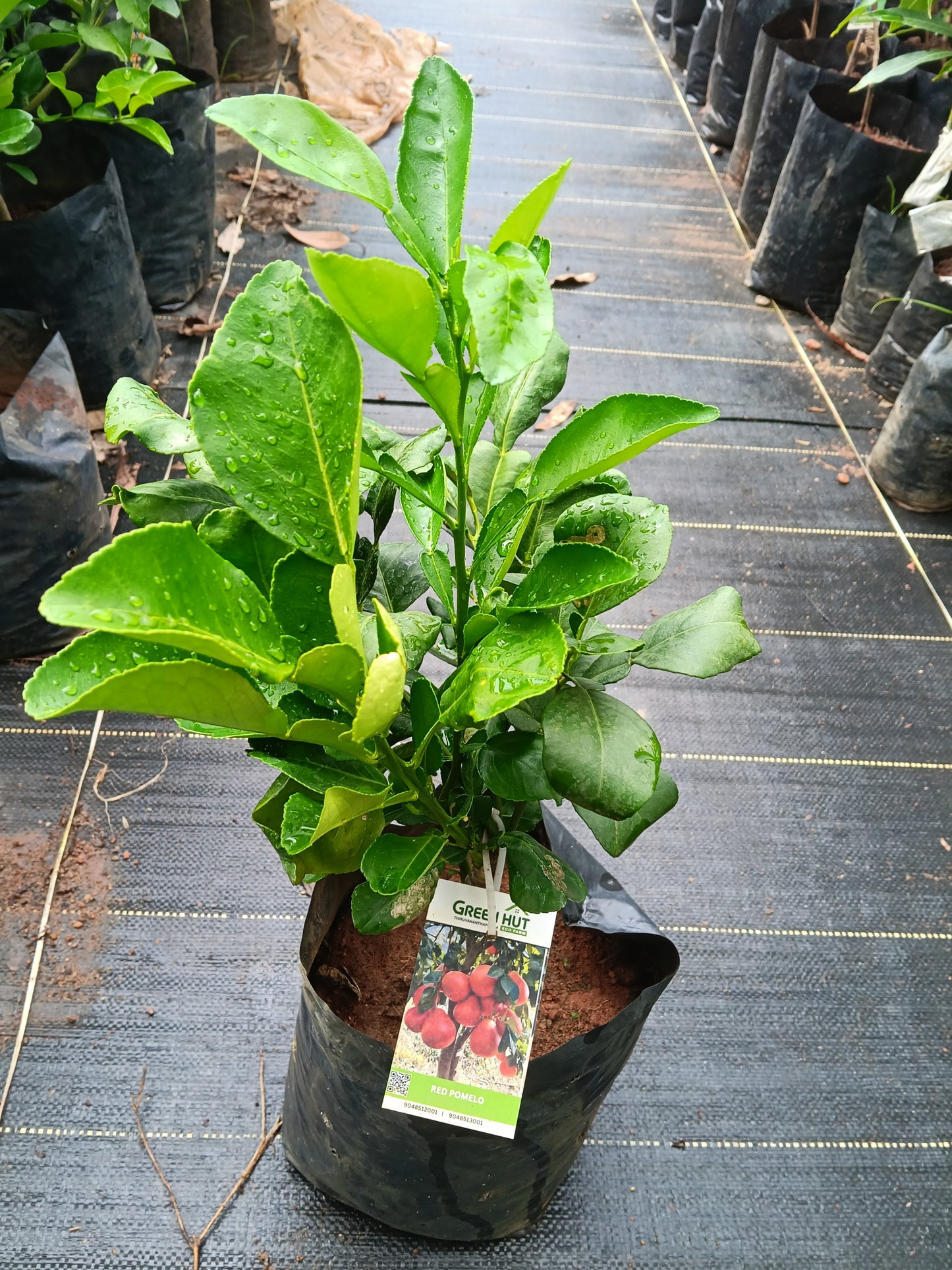 Red Pomelo Fruit Plant